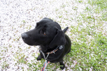 桜の絨毯に座る犬、桜の花びらの上に座るラブラドールレトリバー、桜と黒ラブ