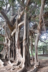 Racines de ficus géant à Palerme