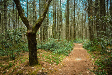 Fototapeta premium fork in the road hiking trail
