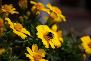 bee and yellow flowers
