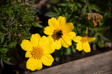 bee and yellow flowers