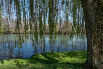 Salix babylonica - Babylon willow - Weeping willow - Saule pleureur