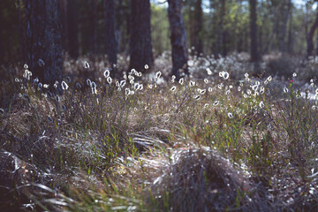 Cotton grass in a swamp in wilderness