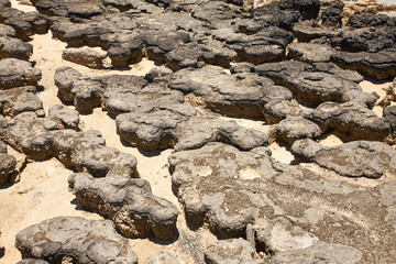 fossile Stromatolithen Kolonie