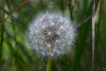 Fluffy dandelion head closeup in a green weeds background