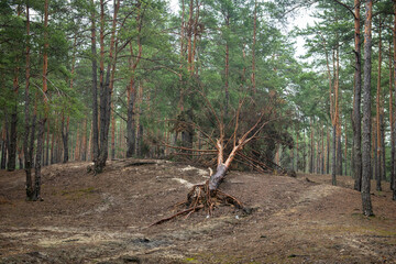 Dirt road in a green coniferous forest spring nature landscape