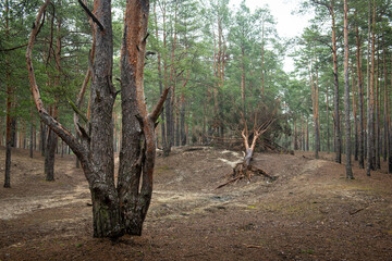 Dirt road in a green coniferous forest spring nature landscape