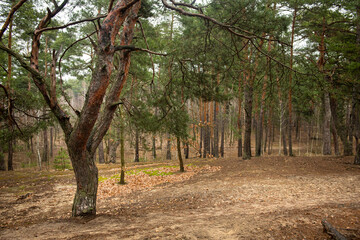Naklejka premium Dirt road in a green coniferous forest spring nature landscape