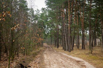 Dirt road in a green coniferous forest spring nature landscape