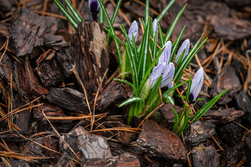 Nice spring Crocus vernus flowers in morning dew macro nature