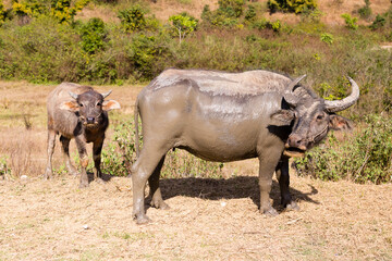 Obraz premium Large male water buffalo covered in mud with protective attitude standing with its calf on dirt road, Inle Lake area, Shan State, Myanmar