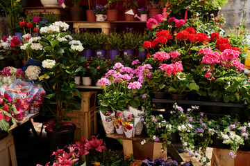 Fototapeta na wymiar Pots with flowers on the shelf of plant shop.