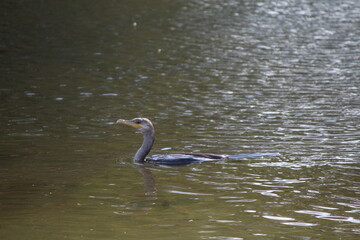 Marine Bird in Santa Marta, Colombian Caribbean