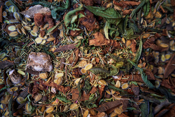 Beautiful dry flowers petals. Herbal textured background