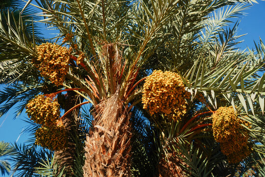 Bunch Of Yellow Dates On Date Palm.