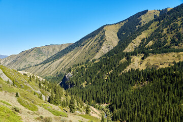 scenic view of mounatine clope covered with fir trees and bushes