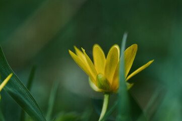 yellow flower in the garden