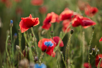 Obraz premium Close up of red poppy flower on the field.
