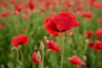 Fototapeta premium Close up of red poppy flower on the field.