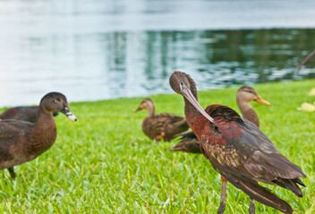 reddish egret preening feathers on shoreline of a tropical lake