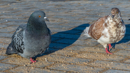 Close-up of pigeons on asphalt in cold weather. Pigeons are waiting for feeding from people.