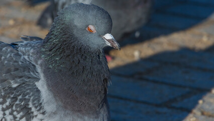 Close-up of pigeons on asphalt in cold weather. Pigeons are waiting for feeding from people.