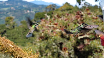 Talamanca hummingbird (Eugenes spectabilis) in flight at the high altitude Paraiso Quetzal Lodge outside of San Jose, Costa Rica