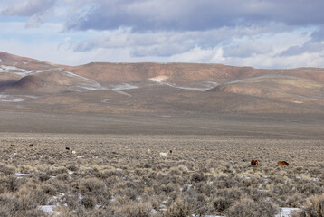 Wild Horses in the Idaho Desert Near Challis in Winter