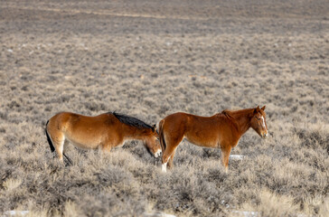 Naklejka na ściany i meble Wild Horses in the Idaho Desert Near Challis in Winter