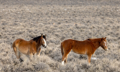 Obraz na płótnie Canvas Wild Horses in the Idaho Desert Near Challis in Winter