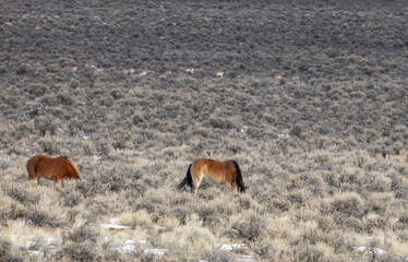 Wild Horses in the Idaho Desert Near Challis in Winter