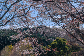 満開の桜　ソメイヨシノ　春イメージ