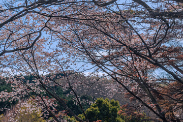 満開の桜　ソメイヨシノ　春イメージ