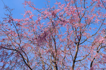 満開の桜　春イメージ