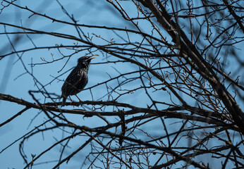 A starling on the tree branches. Bird among the branches.