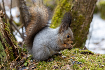 Naklejka na ściany i meble Wild cute grey squirrel eats sunflower seeds in springtime forest