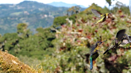 Hummingbirds in flight at the high altitude Paraiso Quetzal Lodge outside of San Jose, Costa Rica