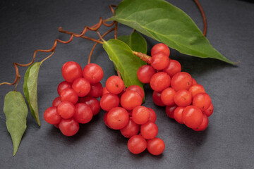 Berry of the five flavors, or Schisandra Chinesis closeup, on black background, nature , health eating