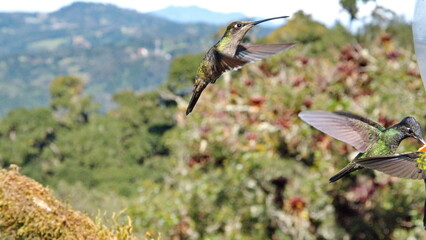 Female Talamanca hummingbird (Eugenes spectabilis) in flight at the high altitude Paraiso Quetzal Lodge outside of San Jose, Costa Rica