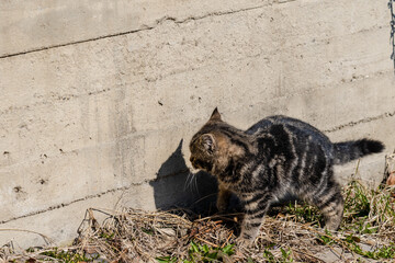 Obraz premium Cute cat near wall playing with shadow