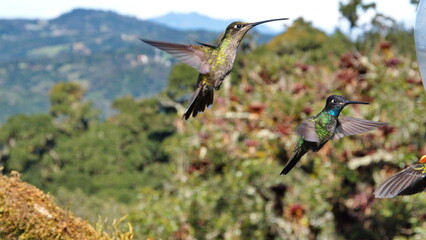 Talamanca hummingbirds (Eugenes spectabilis) in flight at the high altitude Paraiso Quetzal Lodge outside of San Jose, Costa Rica