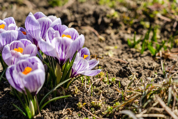 Bright crocus Pickwick and the bees in the spring