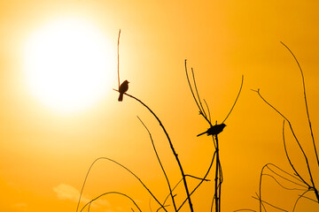 Silhouette of a Sparrow sitting on a branch against the sunset light. Bird in the branches at...