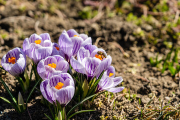 Bright crocus Pickwick and the bees in the spring