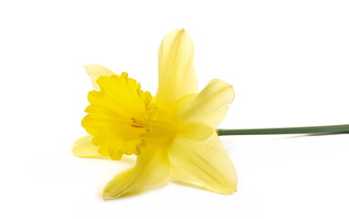 Spring blooming daffodils, flower (Narcissus) isolated on white  