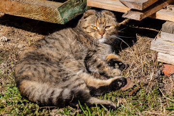 golden Scottish cat with yellow eyes lying on the sun