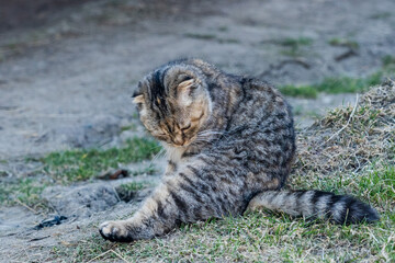 golden Scottish cat with yellow eyes cleaning himself on the ground