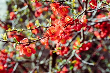 Blooming trees. Close up bright red flowers of a Flowering quince, Chaenomeles speciosa, shrub in a sunny day. a thorny deciduous or semi-evergreen shrub, known as Japanese quince or Chinese quince.
