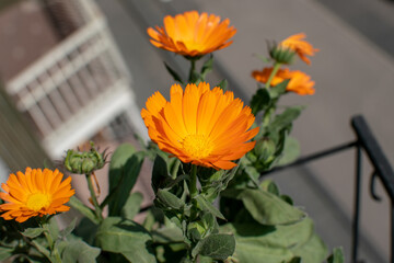 the colors of the flowers bring joy in spring and summer, calendula flower with bee on deep orange...