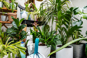 Set of assorted indoor decorative plants with cacti, pachira aquatica, palam, olive, croton petra...